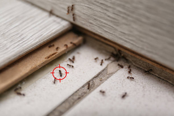 Best Wasp Removal Services  in Thomasville, GA