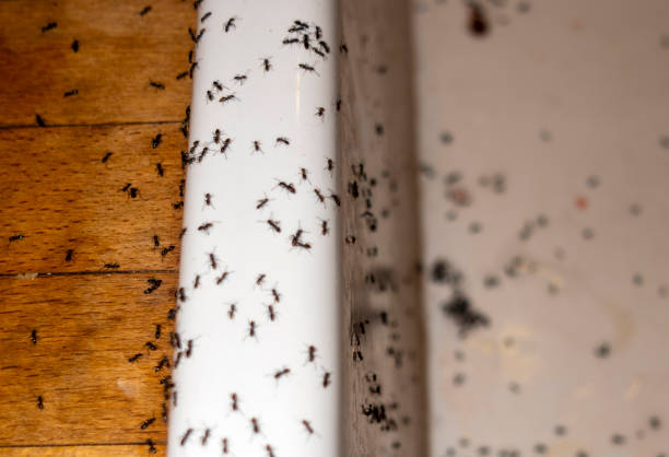  Thomasville, GA Pest Control Pros