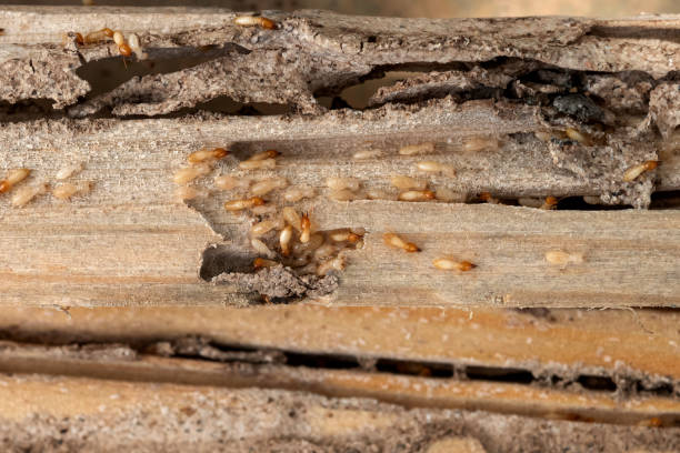 Best Pest Control for Restaurants  in Thomasville, GA